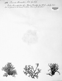 Evernia prunastri image